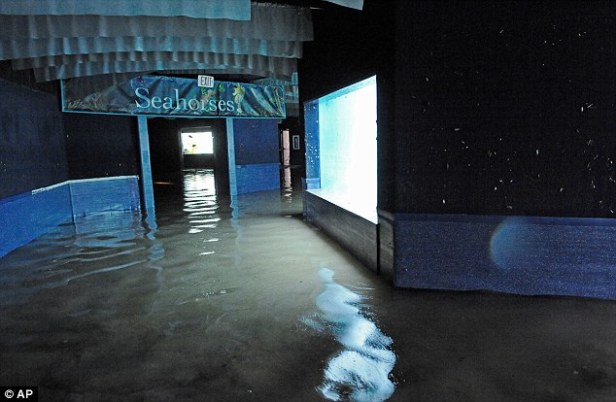 jana-privette-floods-aquarium